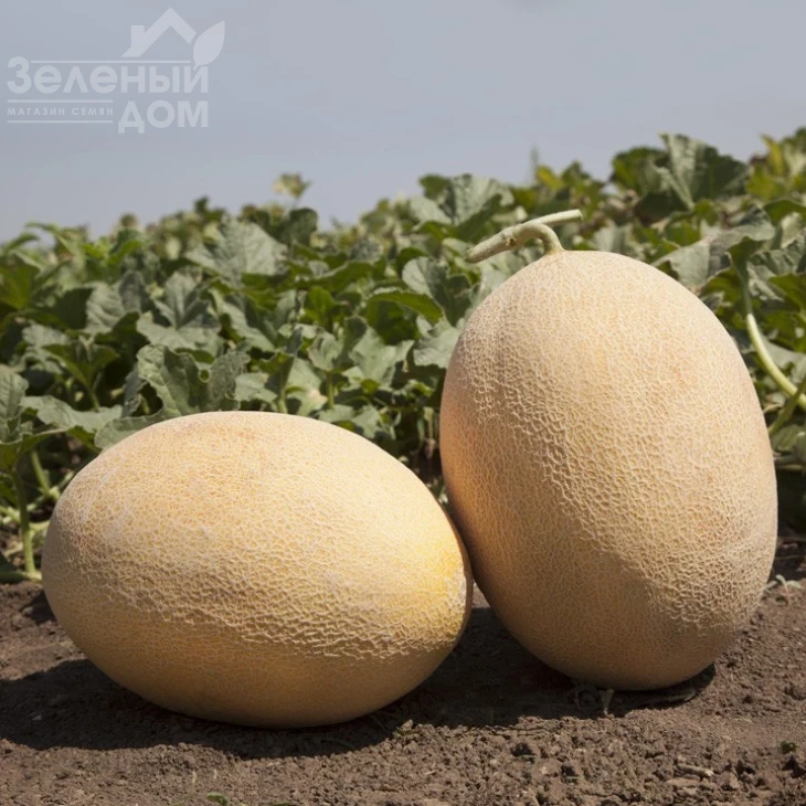 КС 6191 F1 / KS 6191 F1,80-85 дней фото 1