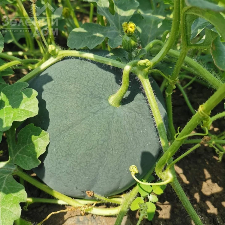 Блэки (INX 1748) F1 / Blacky (INX 1748) F1,62-63 дня фото 2