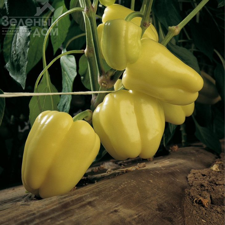 Ведрана F1 / Vedrana F1,70-75 днів фото 2