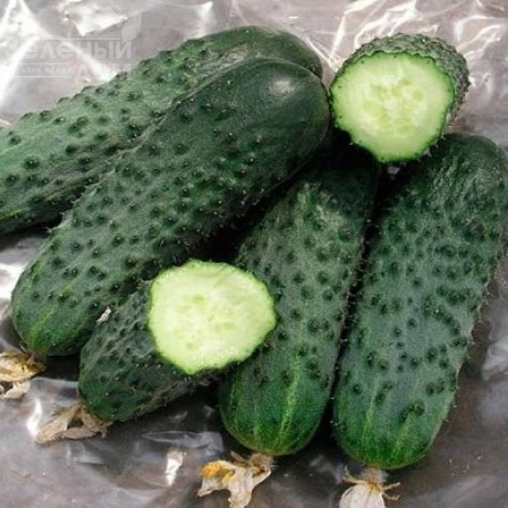 Сатіна F1 / Satina F1,38-40 днів фото 1