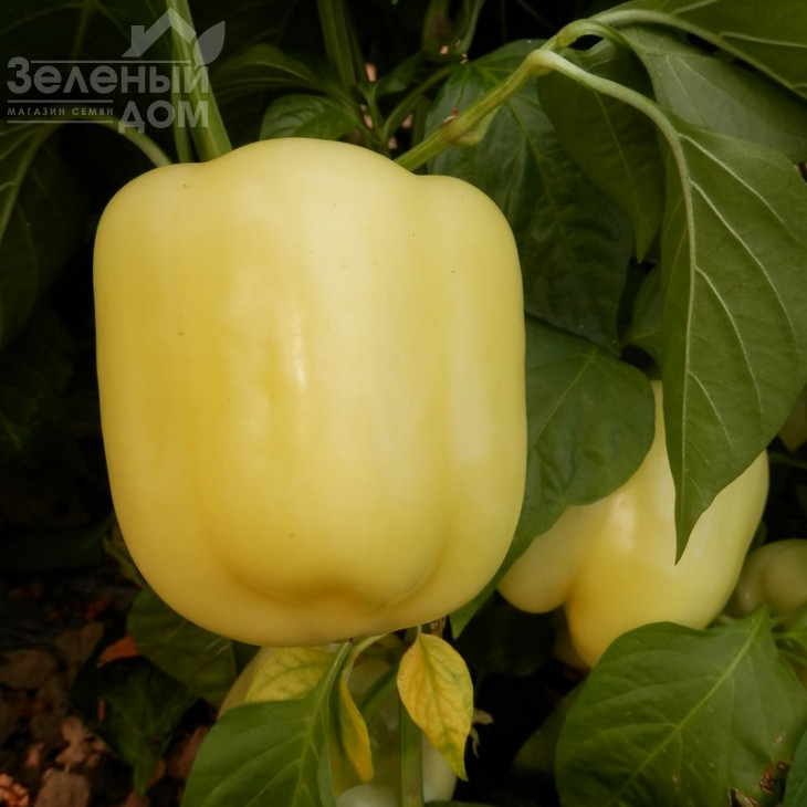 Оїда F1 / Oida F1,65-70 днів фото 3