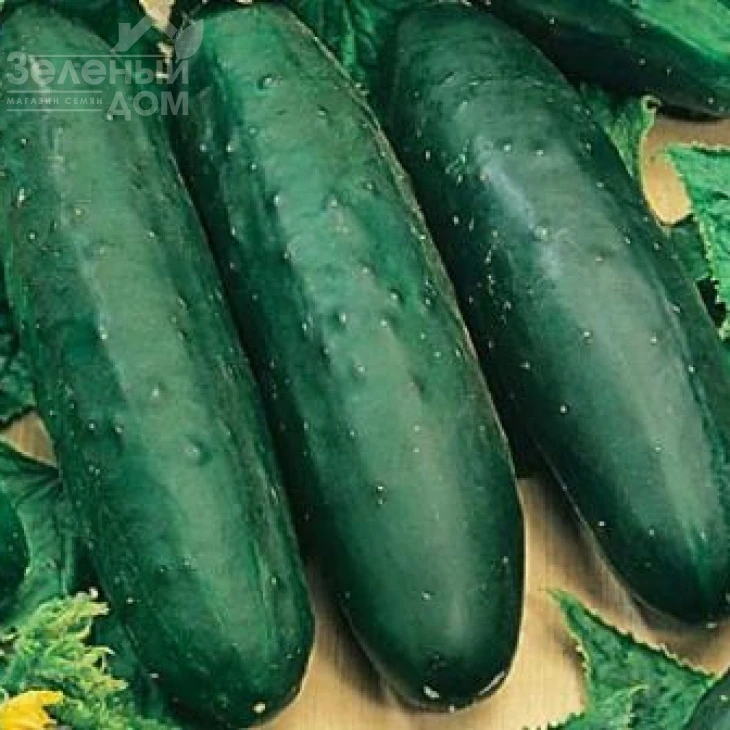 Рамзес F1 / Ramzes F1 фото 1