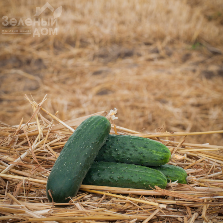 Антісіпатор F1 / Antisipator F1, 38-39 днів фото 1