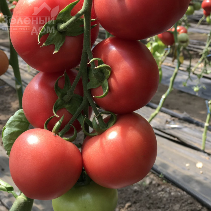 Пінк Джаз F1 / Pink Jazz F1,70-75 днів фото 2