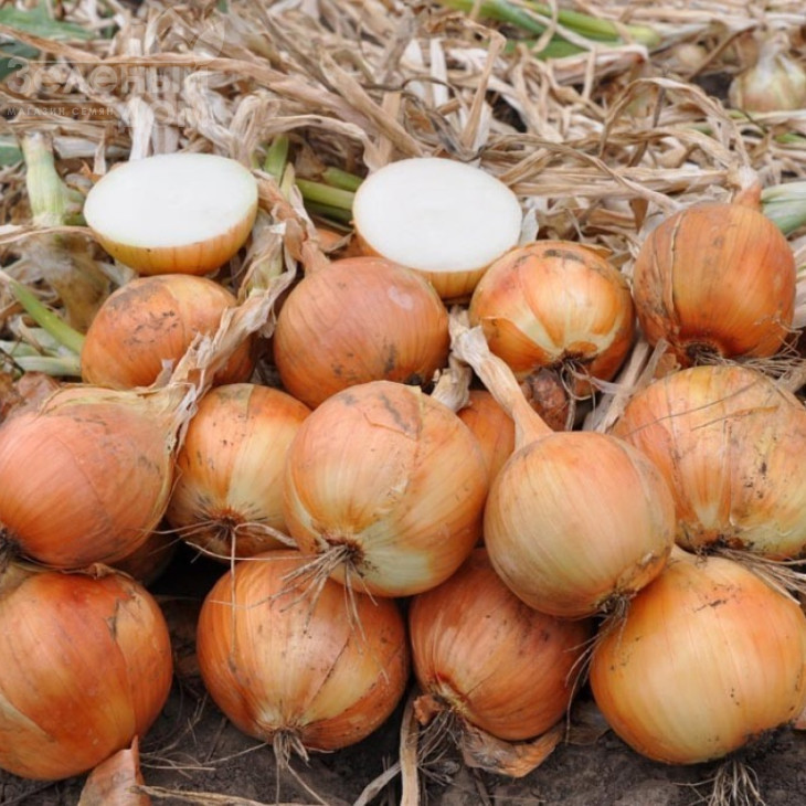 Тареско F1 / Taresko F1,120 днів фото 2