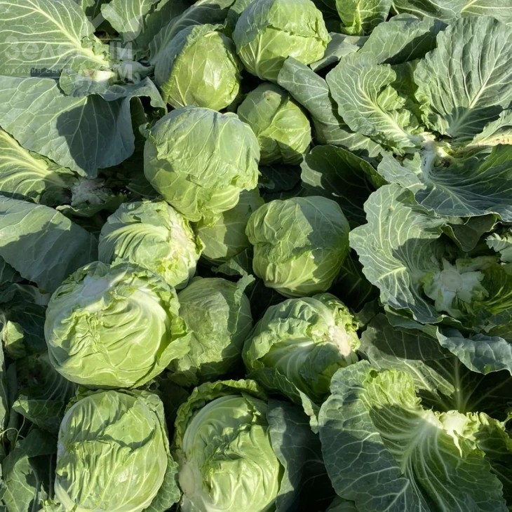 Каррера (17-1517)  F1 / Karrera (17-1517) F1,45-48 дней фото 1