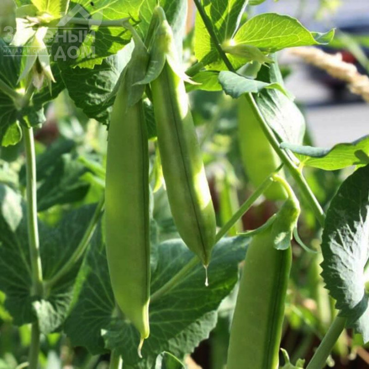 Зонверт  / Zonvert фото 1