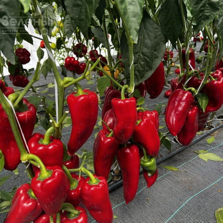 ТС 09-1433 F1 / TS 09-1433 F1  фото 1