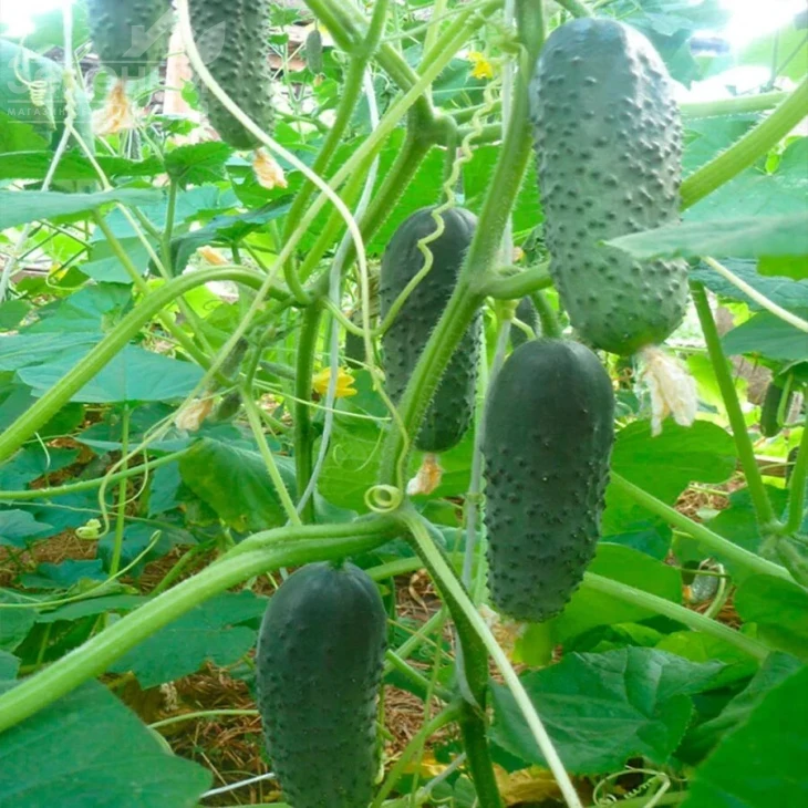 Аня F1 (SM 5341) / Anya F1 (SM 5341),40-45 дней фото 1