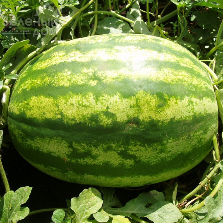 Медісон F1 / Medison F1,64-68 днів фото 2