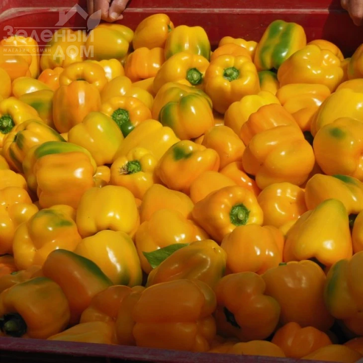 Девито F1 / Devito F1 фото 1