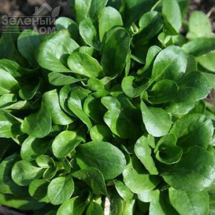 Сіріла / Cirilla фото 1