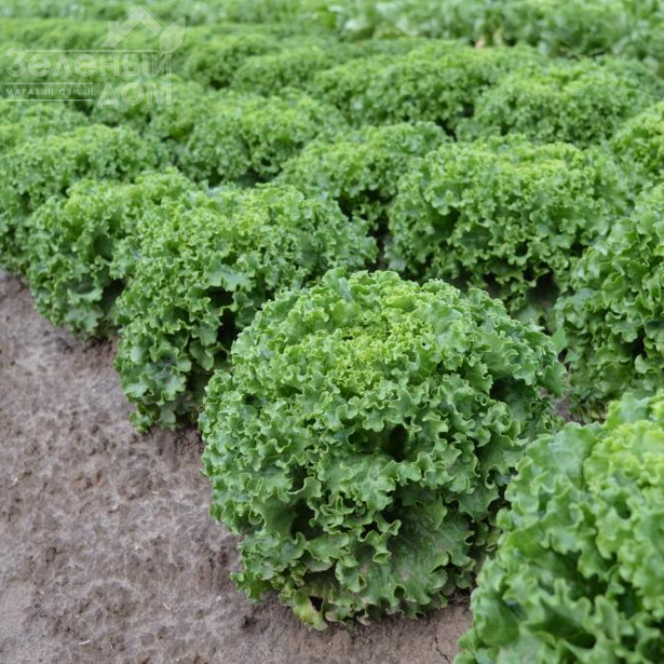 Авеледа / Aveleda фото 1