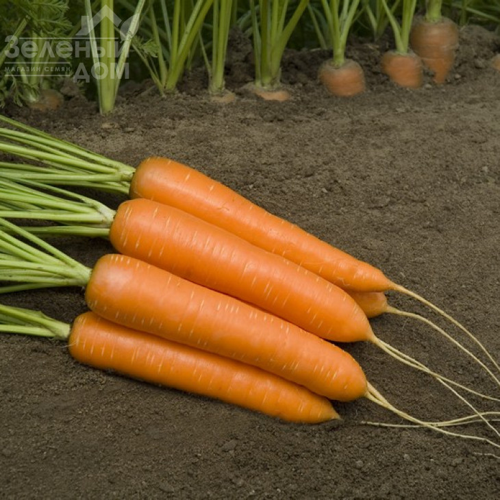 Монанта / Monanta,90-100 днів фото 1