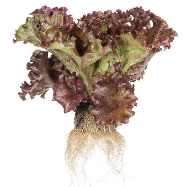 Орбітал / Orbital фото 2