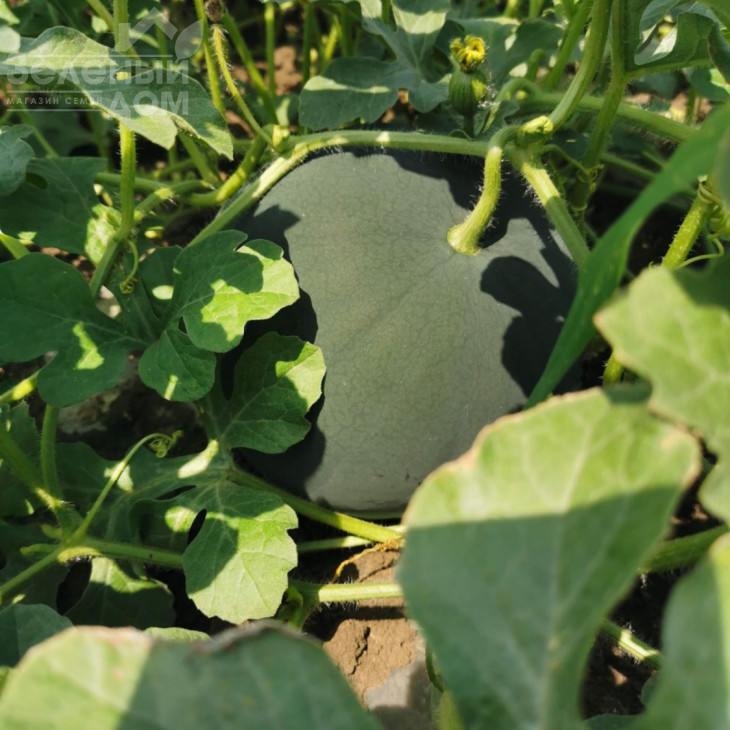 Блекі (INX 1748) F1 / Blacky (INX 1748) F1,62-63 дні фото 3