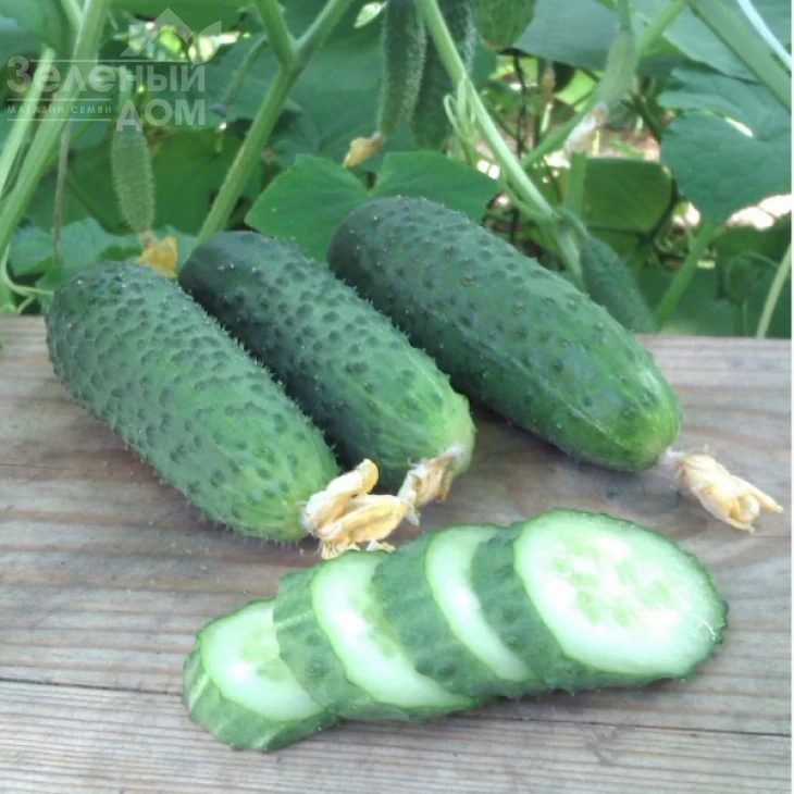 Дафне F1 / Dafne F1,35-40 дней фото 1