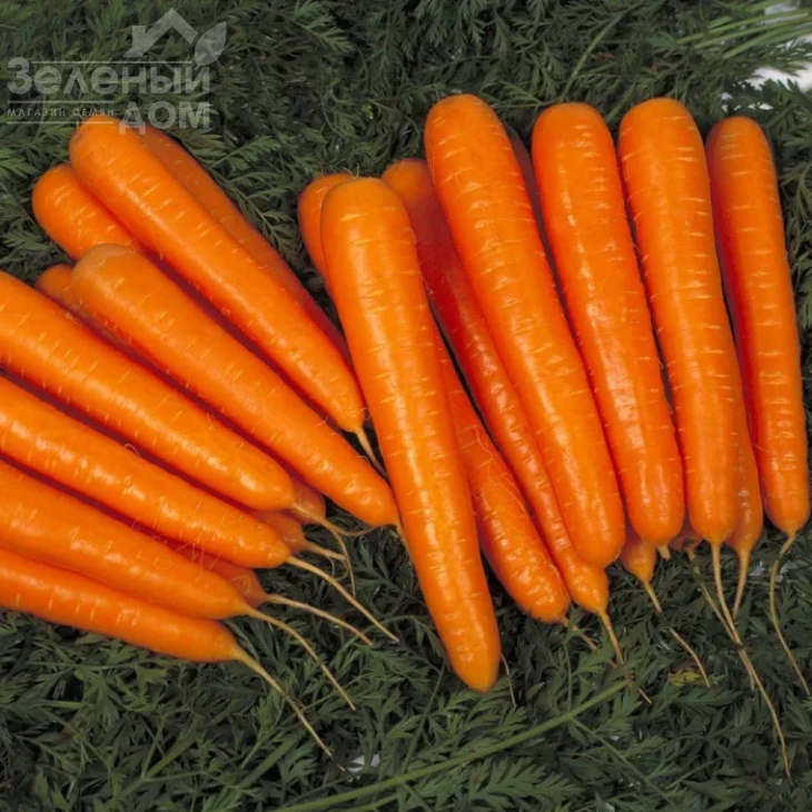 Сиркана F1 / Sirkana F1,120-130 дней фото 1