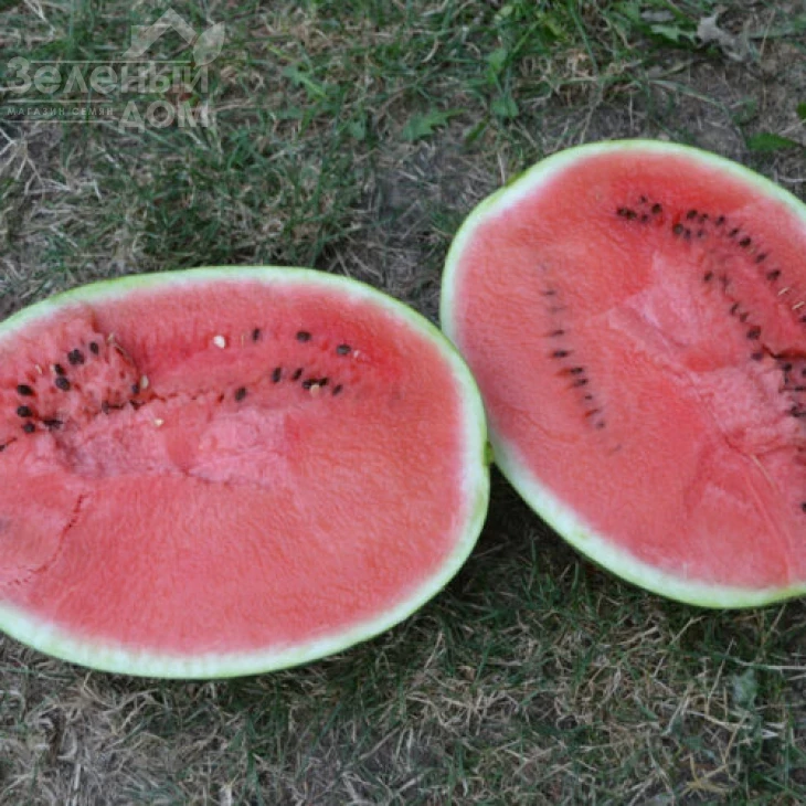 Ледус F1 / Ledus F1, 68-70 дней фото 3