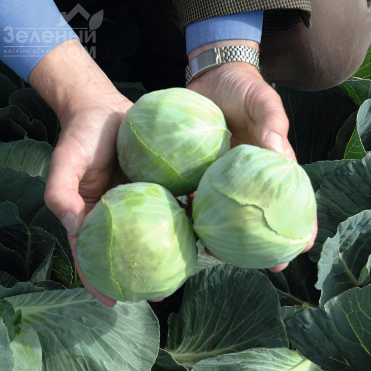 Ріекшн F1 / Reaction F1,118-120 днів фото 3