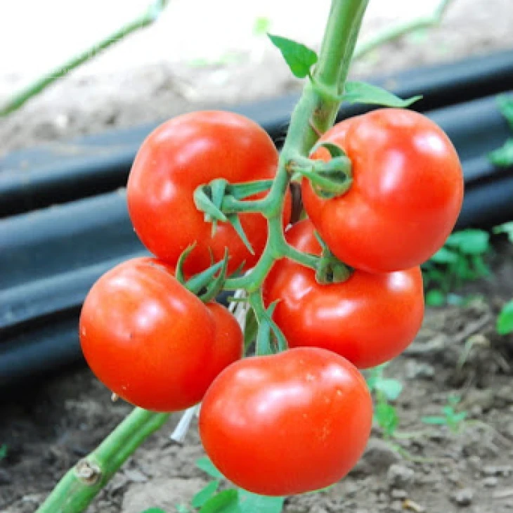 Логур F1 / Logure F1,90-100 дней фото 1