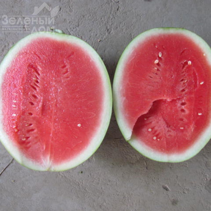 ЛС 1552 F1 / LS 1552 F1,70-75 днів фото 3