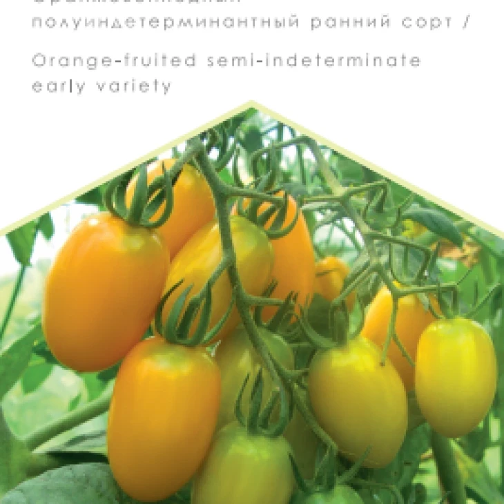 Золоті пальчики / Zolotyye palchiki, 90-95 днів фото 1