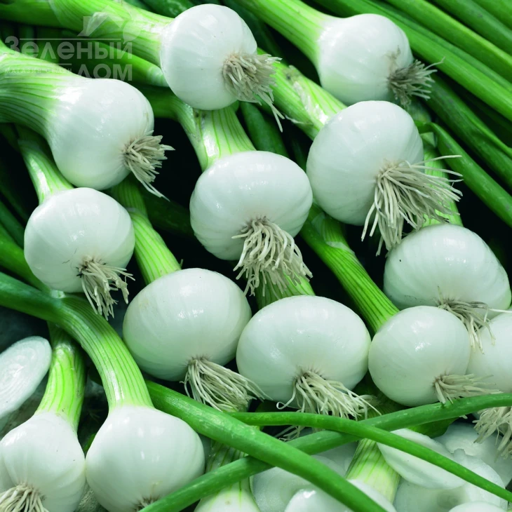 Ранила F1 (SM 0812) / Ranila F1 (SM 0812) фото 1