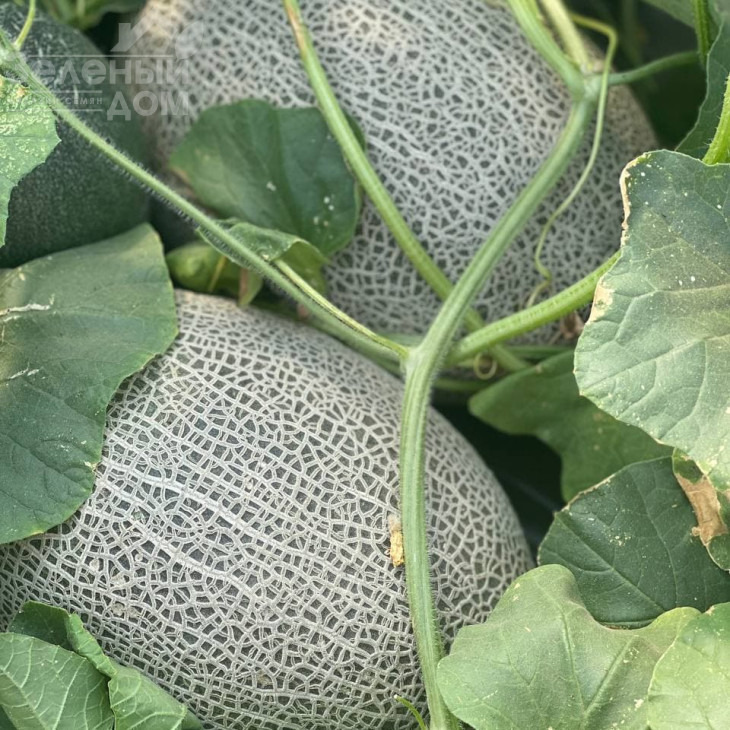 Кар'єра F1 / Career F1 фото 6