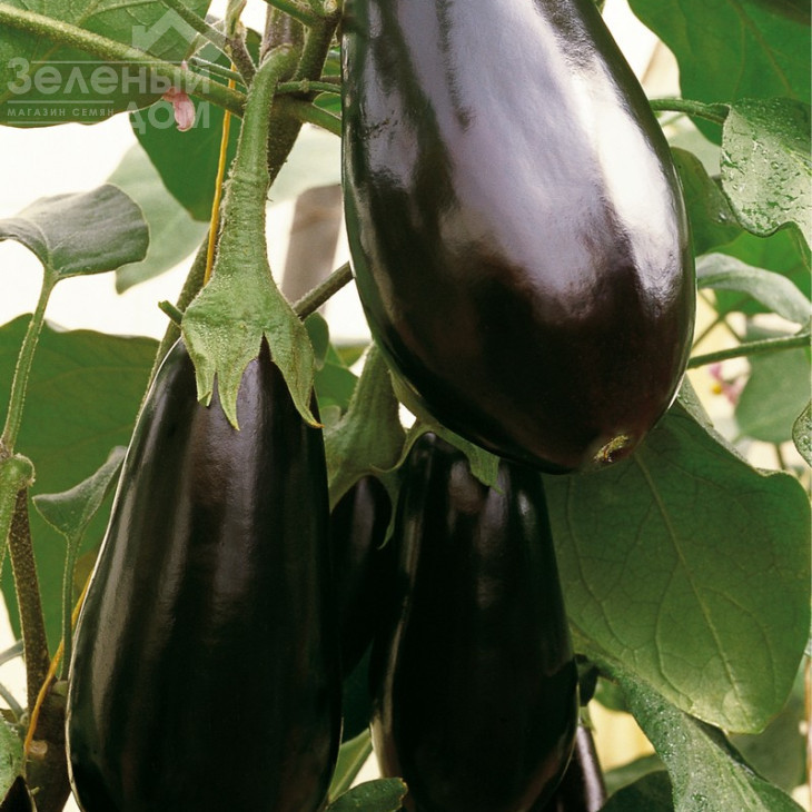 Блек Перл F1 / Black Pearl F1,85-95 днів фото 1