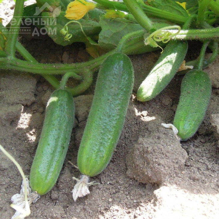 Шарлота F1 / Sharlotte F1,35-40 днів фото 1