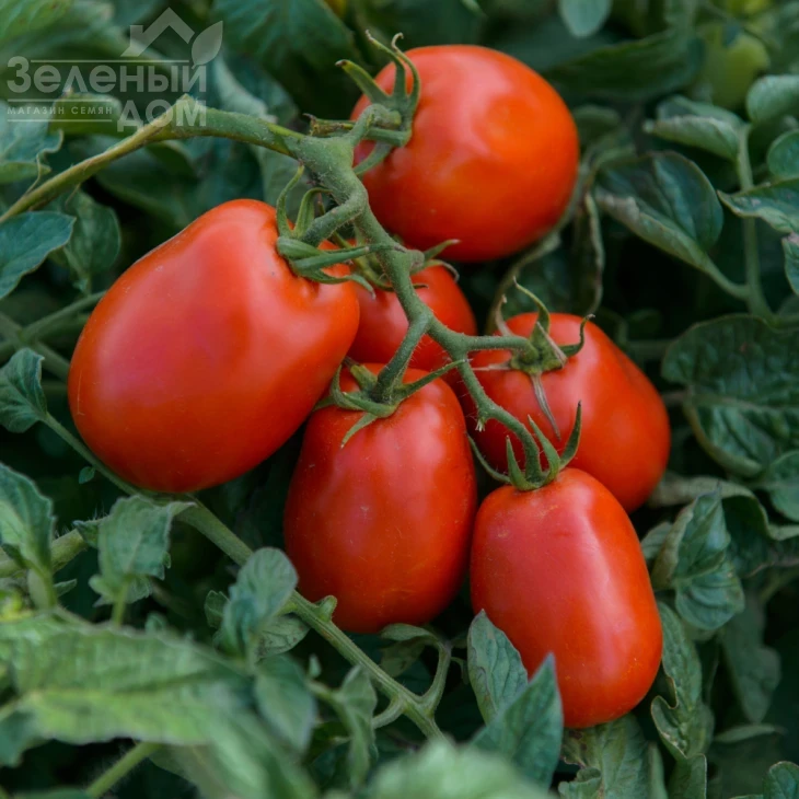 Кендрас F1 / Kendras F1,110--115 дней фото 4