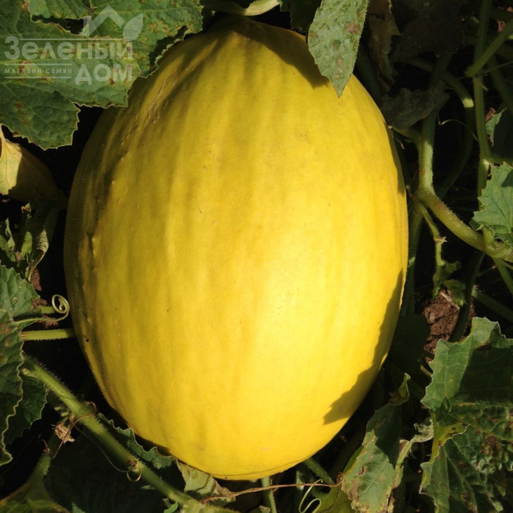 Бабор F1 / Babor F1,75 днів фото 2