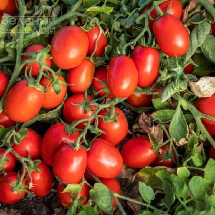 1648 F1 / 1648 F1, 115-120 дней фото 2