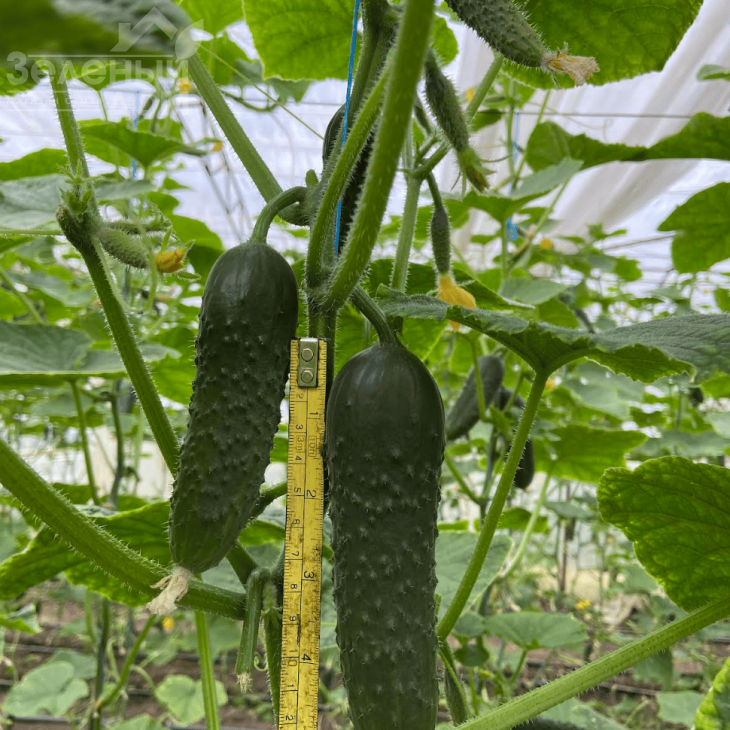 Амеріго F1 / Amerigo F1, 48-50 днів фото 2