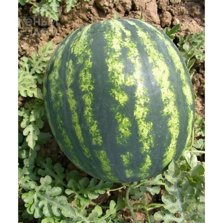 Фурія F1 / Furia F1 фото 1