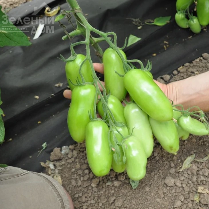 Айдар F1 / Ajdar F1,70-75 дней фото 2