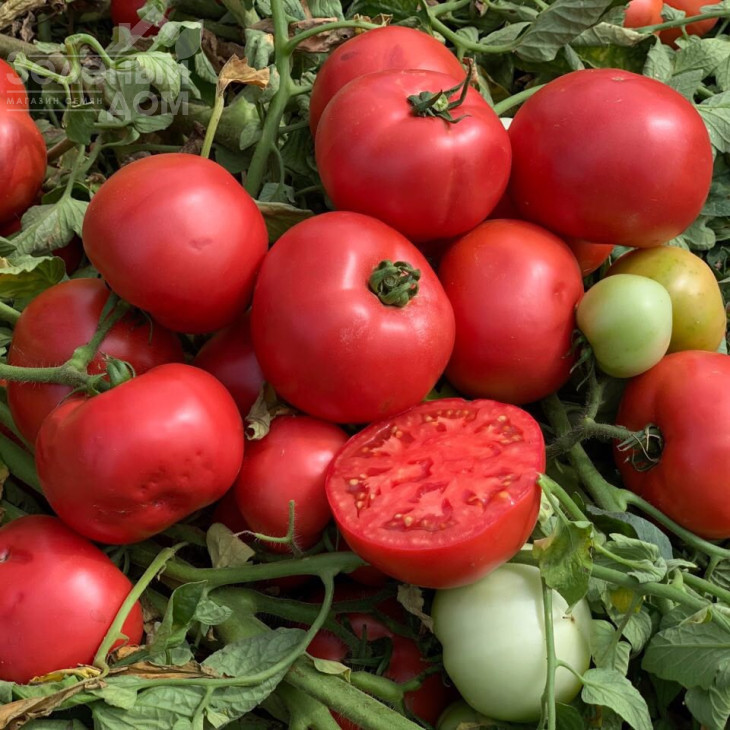 Альма (ЕЗ 2104) F1 / Alma (EZ 2104) F1, 62-65 днів фото 5