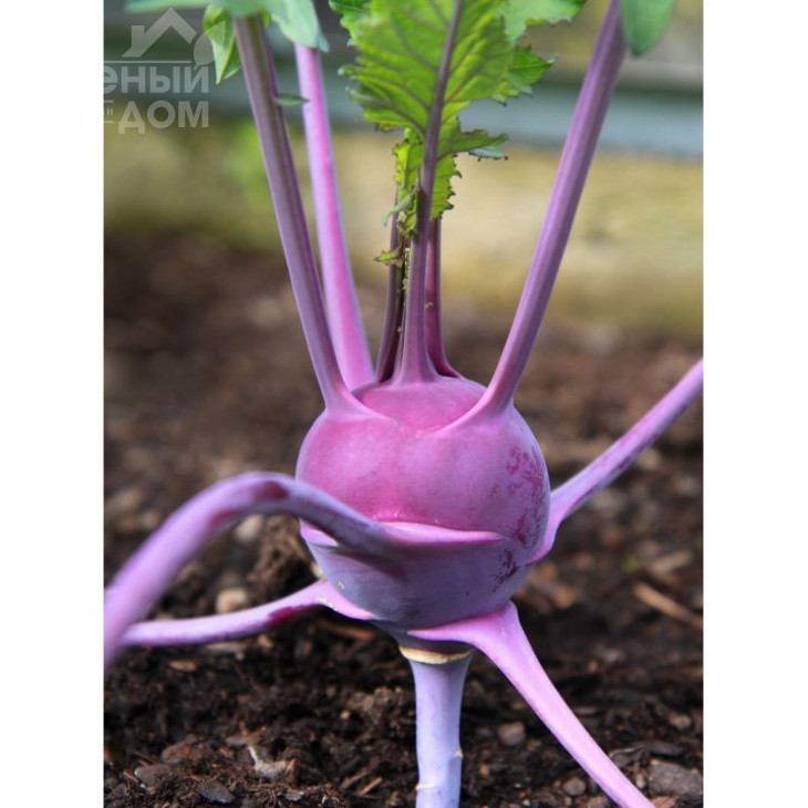 Бланкіт / Blankit,50-60 днів фото 1