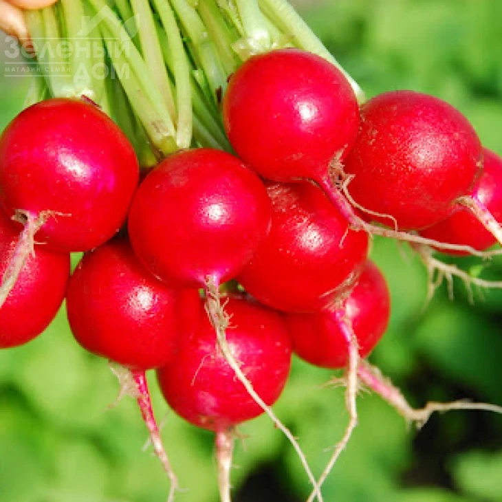 Марта / Marta фото 1