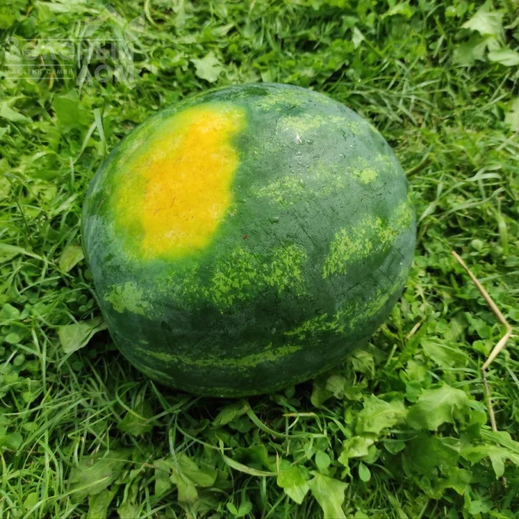 Зоря F1 / Zorya F1 фото 3