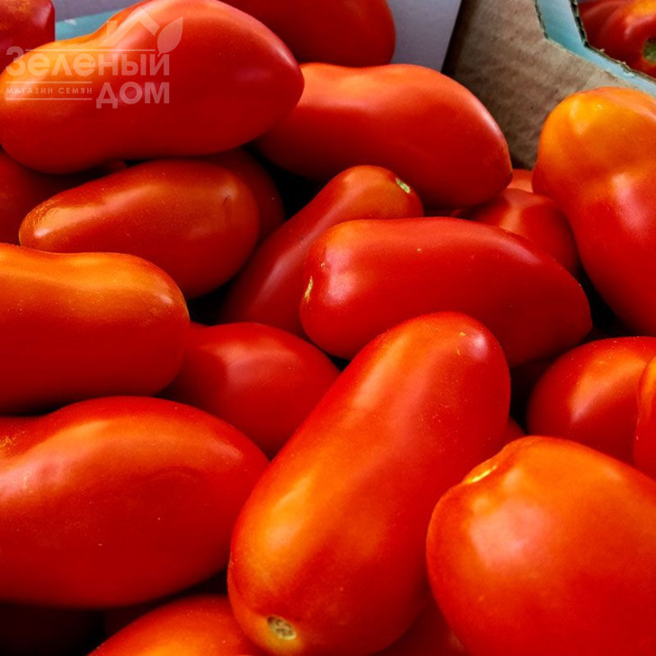 Рочча F1 / Roccia F1 фото 1