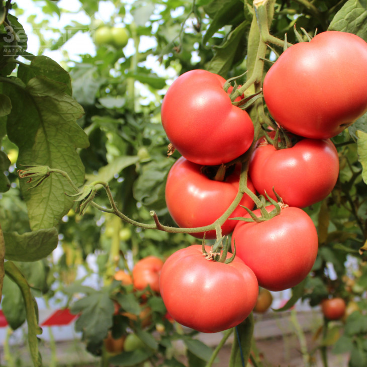 Перугіно F1 / Perugino F1 фото 1