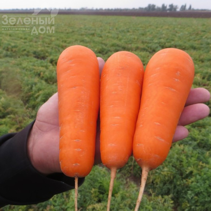 Болівар F1 / Bolivar F1,110-115 днів фото 2