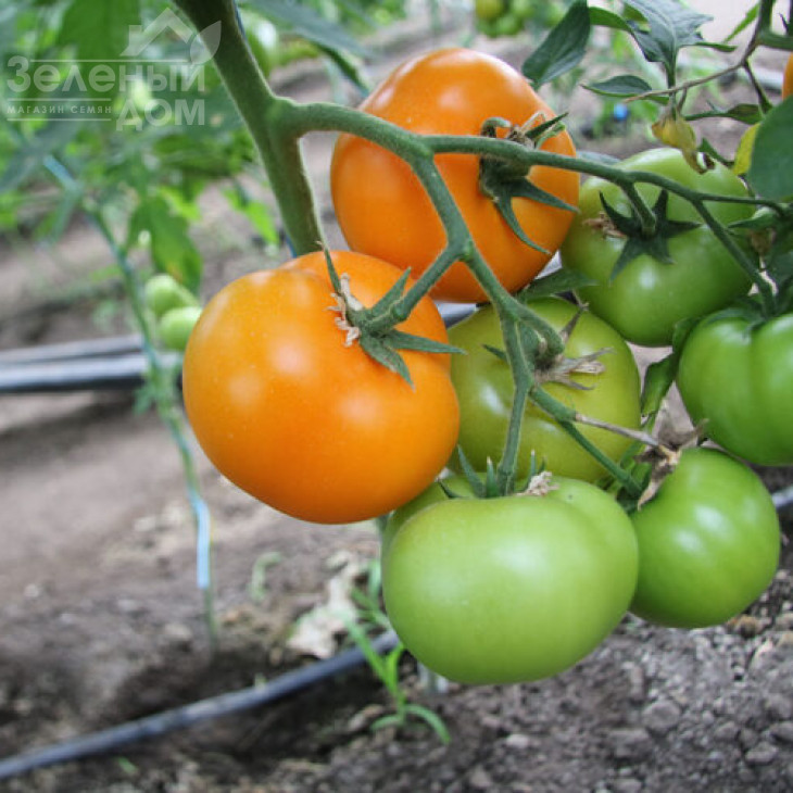 Єллоу Пешен F1 / Yellow Passion F1,100 днів фото 8