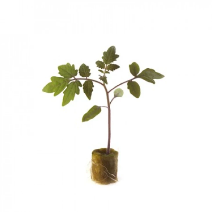 Эмперадор F1 / Emperador F1 фото 1