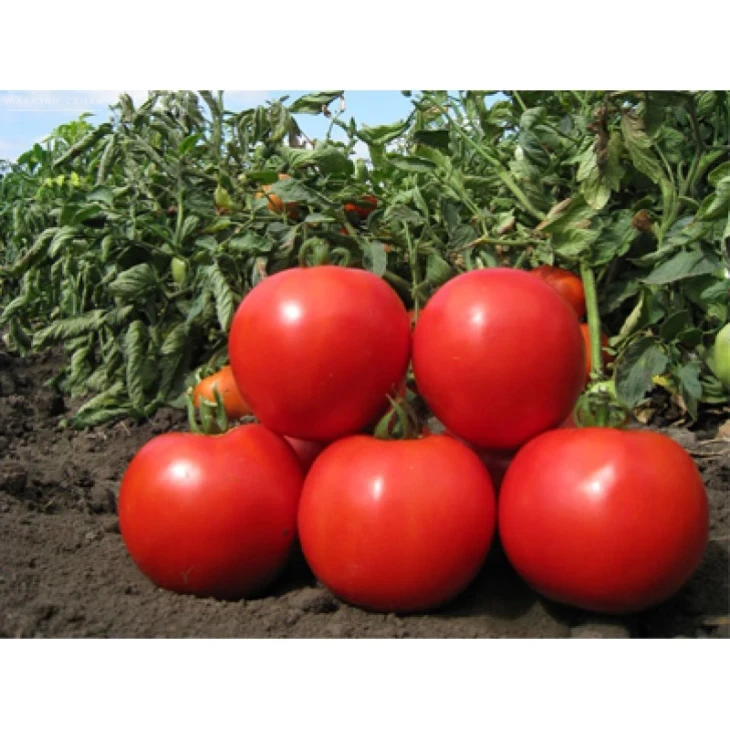 Марьянка F1 / Marienka F1,50-60 дней фото 1