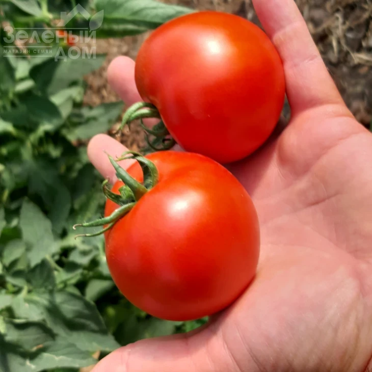 Хастлер F1 / Hastler F1, 65-75 дней фото 1