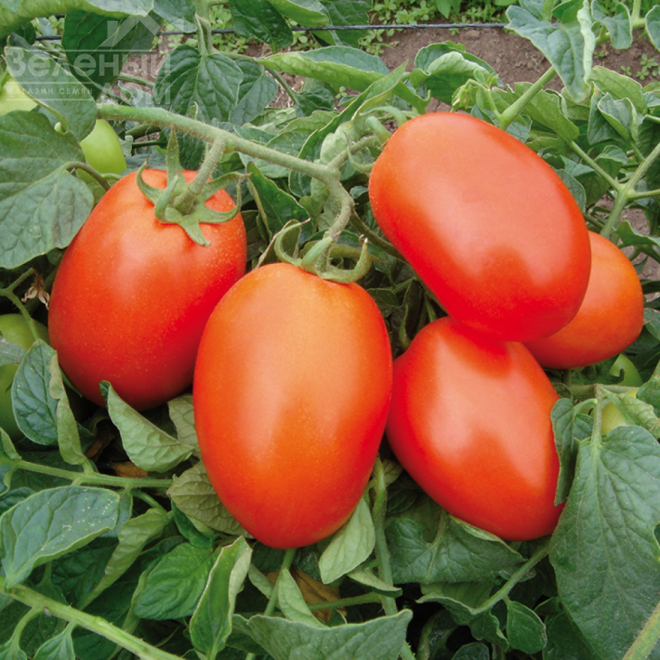 Галілея F1 / Galilea F1,70-75 днів фото 1