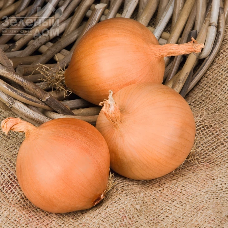 Манас F1 / Manas F1,110-115 дней фото 2